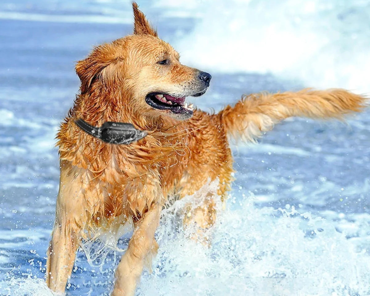Collare elettrico per addestramento cani con telecomando, impermeabile, 16 livelli di scossa regolabili, portata 1000 m, modalità segnale e vibrazione