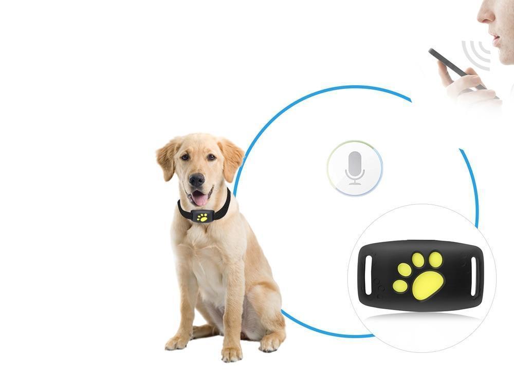 Trackcat – GPS collar for cats with real-time tracking and reliable satellite connection