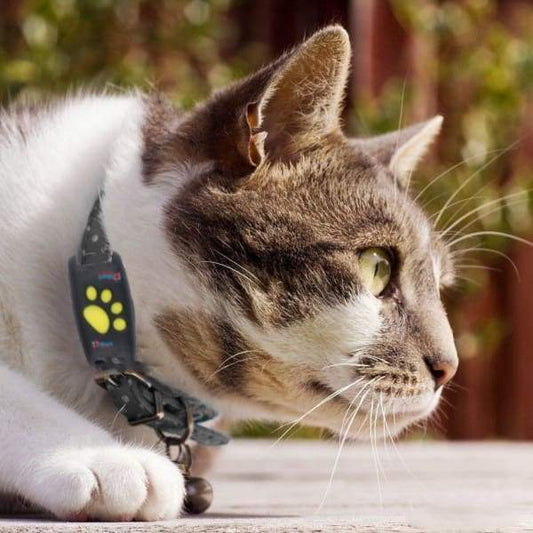 Trackcat – GPS collar for cats with real-time tracking and reliable satellite connection