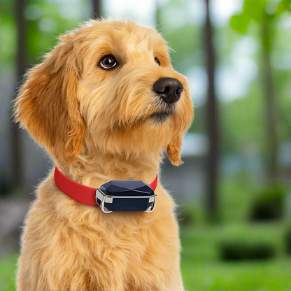 GPS Halsband für Katzen mit Echtzeit-Tracking – Leichtes Katzenhalsband mit GPS und mobiler App zur Standortverfolgung 2